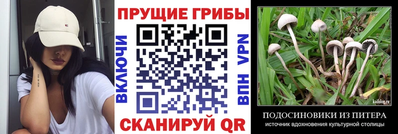 Псилоцибиновые грибы Psilocybine cubensis  наркошоп  Кисловодск 